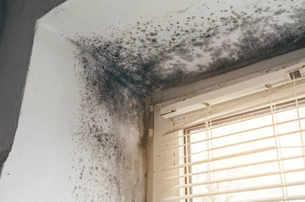 Affordable Basement Mold Removal solutions in Albertson, NY